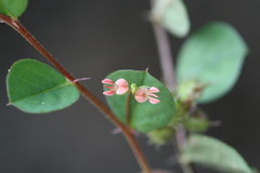 Indigofera nummulariifolia